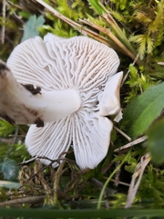 Cuphophyllus colemannianus
