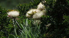 Haemanthus humilis