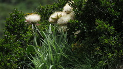 Haemanthus humilis