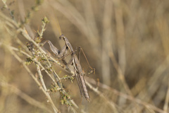 Bolivaria brachyptera