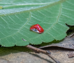 Charidotella rubicunda
