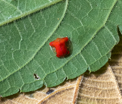 Charidotella rubicunda