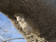 Lymantria dispar