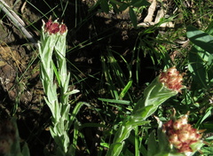 Helichrysum appendiculatum