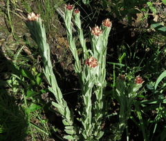 Helichrysum appendiculatum