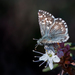 Northern Grizzled Skipper - Photo (c) Pekka Malinen, some rights reserved (CC BY-NC-SA), uploaded by Pekka Malinen