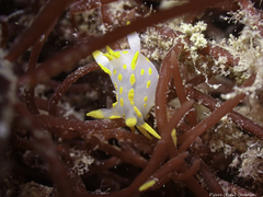 Polycera quadrilineata