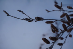 Betula glandulosa