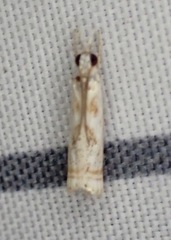 Microcrambus