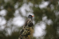 Hypsipetes borbonicus