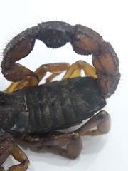 Scorpio maurus