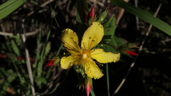 Hypericum aethiopicum