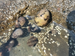 Nerita funiculata