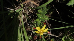 Hypericum aethiopicum