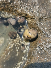 Nerita funiculata
