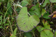 Ligularia splendens
