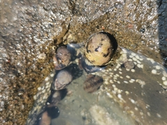 Nerita funiculata