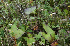 Ligularia splendens