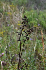 Ligularia splendens