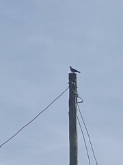 Streptopelia capicola
