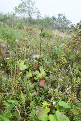 Ligularia splendens