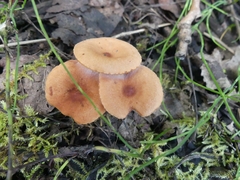 Lactarius oculatus