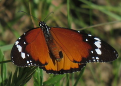 Danaus chrysippus orientis