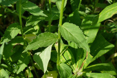 Campanula rhomboidalis
