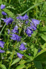 Campanula rhomboidalis
