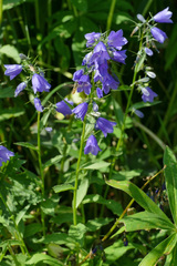 Campanula rhomboidalis