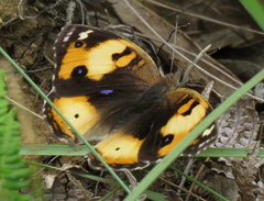 Junonia hierta cebrene
