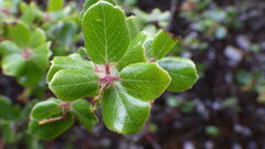 Arctostaphylos sensitiva