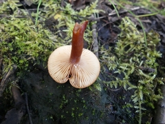 Lactarius oculatus
