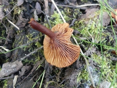 Lactarius oculatus