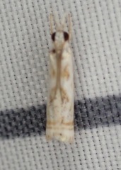 Microcrambus