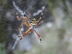 Argiope argentata