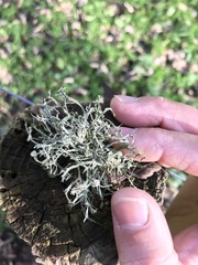 Ramalina calicaris