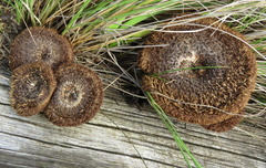 Lentinus stuppeus
