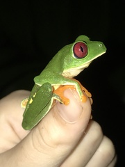 Agalychnis callidryas