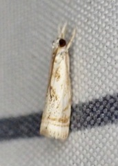 Microcrambus