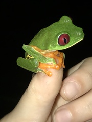 Agalychnis callidryas