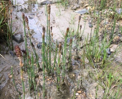 Equisetum bogotense
