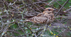 Hydropsalis torquata