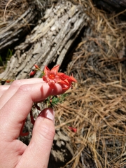 Ipomopsis aggregata formosissima