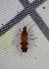 Ozophora picturata