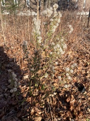 Spiraea alba