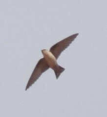 Ptyonoprogne fuligula