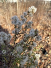 Spiraea alba