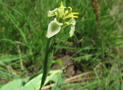 Moraea trifida
