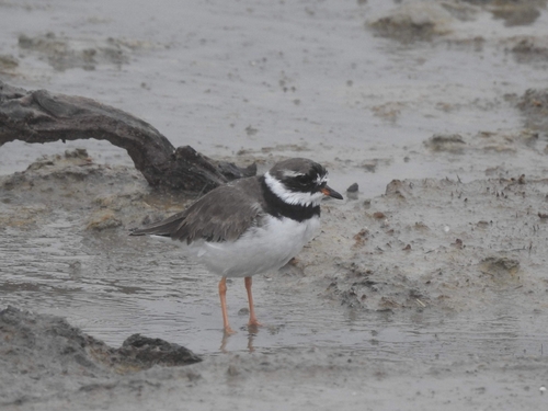 Chorlitejo grande (Charadrius hiaticula)